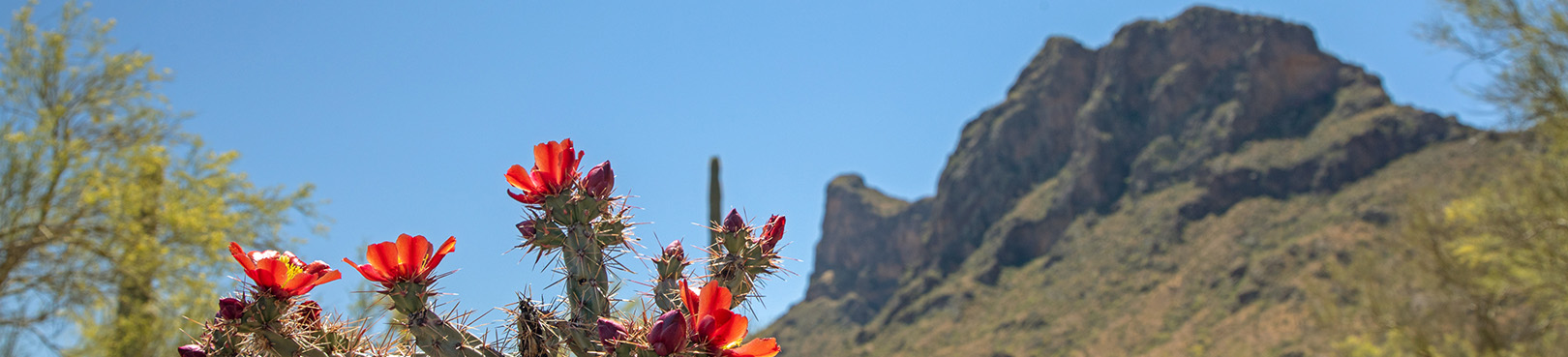 Looking past the bright red flowers of a blooming cholla to Picacho Peak towering in the background.